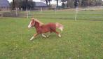 Welsh hengstveulen toekomstige b/c maat, Hengst, B pony (1.17m tot 1.27m), Gechipt, 0 tot 2 jaar