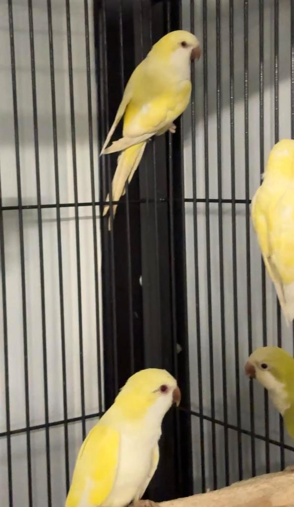 Muisparkieten gezocht voor export, Dieren en Toebehoren, Vogels | Kanaries, Kleurkanarie, Meerdere dieren