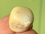 Versteend Bamboe mineralen C, Ophalen of Verzenden, Mineraal