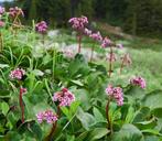 Schoenlappersplant Bergenia cordifolia Tuinplant, Tuin en Terras, Ophalen, Zomer, Overige soorten, Halfschaduw