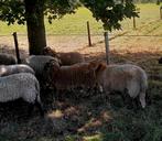 4 ooilammeren Drents Heideschaap., Dieren en Toebehoren, Vrouwelijk, Schaap, 0 tot 2 jaar