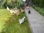 Broedeieren USA Zijdehoen (volop verkrijgbaar), Dieren en Toebehoren, Pluimvee, Geslacht onbekend, Kip