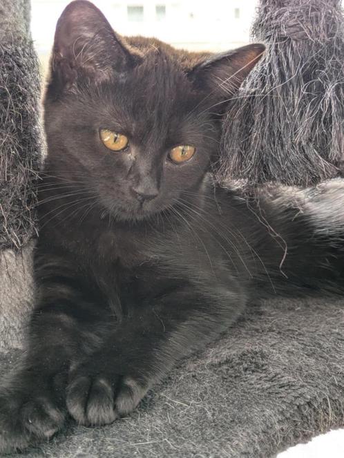 kruising brit, Dieren en Toebehoren, Katten en Kittens | Raskatten | Langhaar, Poes, 0 tot 2 jaar, Ontwormd
