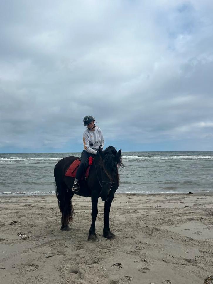 Verzorgpony gezocht (utrecht/groenekan/de bilt), Dieren en Toebehoren, Paarden en Pony's | Overige Paardenspullen, Zo goed als nieuw