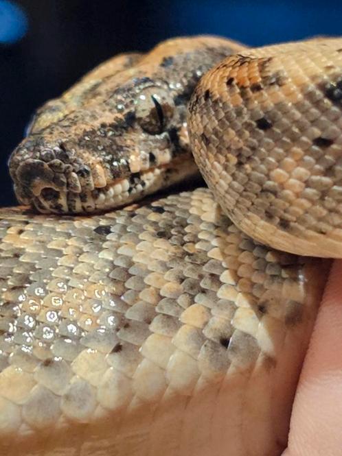 Boa imperator vrouw, Dieren en Toebehoren, Reptielen en Amfibieën, Slang, Met terrarium