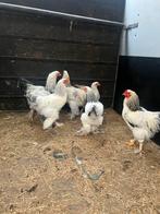 Sier kippen, Dieren en Toebehoren, Pluimvee, Vrouwelijk, Kip
