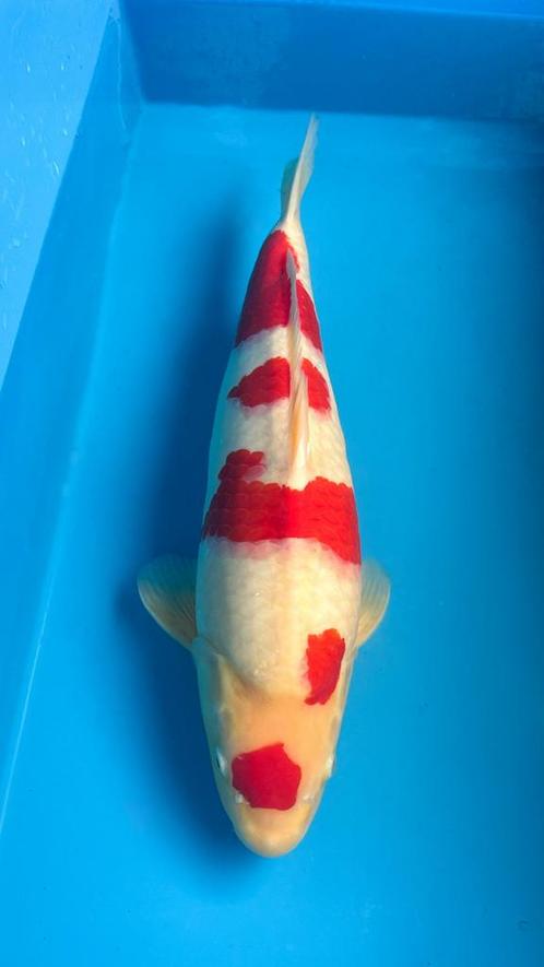 Koi Vissen, Dieren en Toebehoren, Vissen | Vijvervissen, Karper of Koi