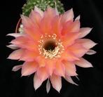 cactus - Echinopsis trio met CHICO MENDES en TUFFET, Ophalen of Verzenden, Cactus, Volle zon, Minder dan 100 cm