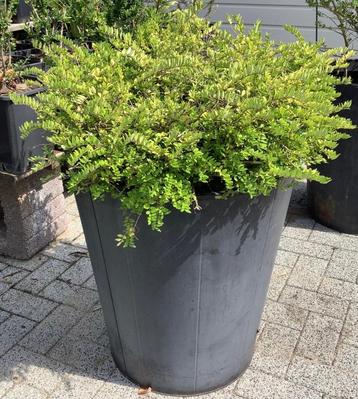 Chinese kamperfoelie in 60 cm hoge pot vaste plant beschikbaar voor biedingen