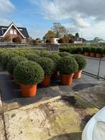Nieuw ilex crenata bol glory gem 80cm  super strak nu binnen, Vaste plant, Bloeit niet, Halfschaduw, Ophalen