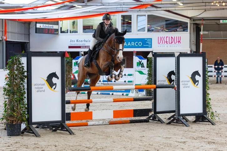 Leermeester zoekt 5* huisje, Dieren en Toebehoren, Paarden, Ruin, ZZ, 160 tot 165 cm, 11 jaar of ouder, Springpaard, Met stamboom