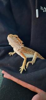 Baardagaam, Hagedis, Met terrarium, 0 tot 2 jaar