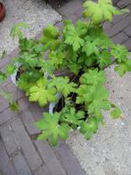 Geranium macrorrhizun, Tuin en Terras, Planten | Tuinplanten, Ophalen, Overige soorten, Halfschaduw