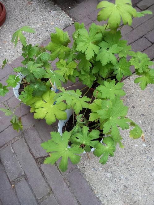 Geranium macrorrhizun, Tuin en Terras, Planten | Tuinplanten, Overige soorten, Halfschaduw, Ophalen