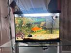 Fish with aquarium, Dieren en Toebehoren, Ophalen of Verzenden, Zo goed als nieuw, Leeg aquarium