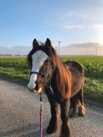 Lieve minitinker te koop, Dieren en Toebehoren, Pony's, Hengst, B pony (1.17m tot 1.27m), 0 tot 2 jaar, Ontwormd