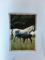 kaart paard veulen dier, Ophalen, 1980 tot heden, Ongelopen, Paard