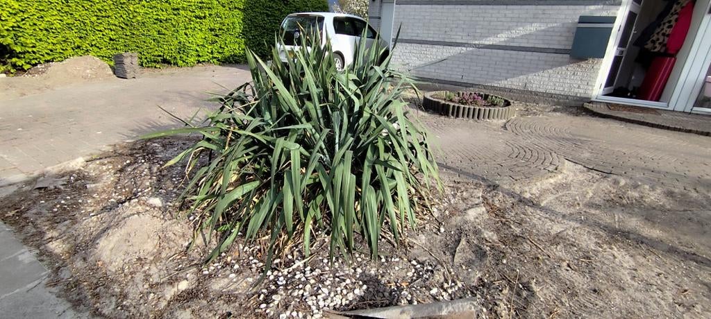 Grote Yucca filamentosa (palmlelie) met prachtige bloemen, Tuin en Terras, Ophalen, Vaste plant, Overige soorten