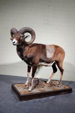 opgezette moeflon taxidermy schaap wild, Ophalen, Zo goed als nieuw, Hert, Gewei of Kop