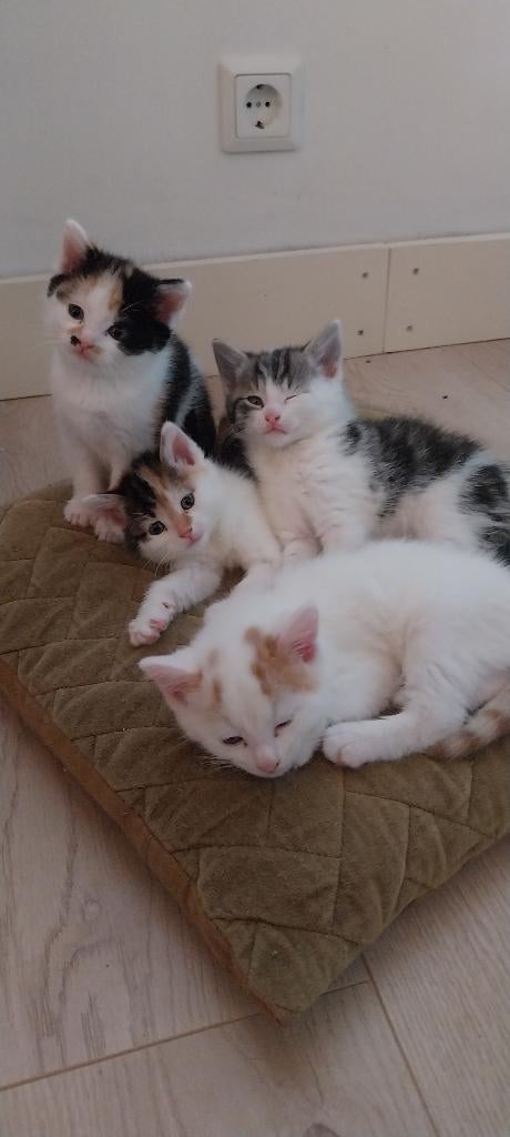 Tamme kittens te koop, Dieren en Toebehoren, Katten en Kittens | Overige Katten, Meerdere dieren, Kortharig