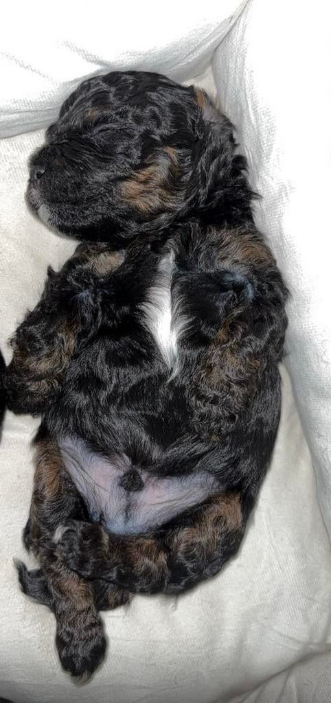 Super knappe boompoo pups, Dieren en Toebehoren, Honden | Niet-rashonden, 8 tot 15 weken, Parvo, Meerdere, Meerdere dieren