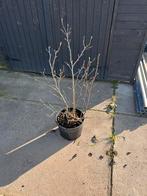 Magnolia susan struiken, Halfschaduw, Overige soorten, Lente, Minder dan 100 cm