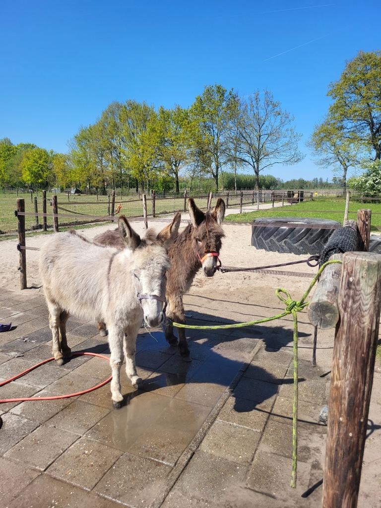 Twee brave, sociale merrie ezels, 6 en 7 jaar oud., Dieren en Toebehoren, Paarden, Merrie, Recreatiepaard