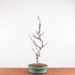 Bonsai Wisteria Floribunda - Japanse Blauweregen, Overige soorten, Lente, Minder dan 100 cm, Ophalen