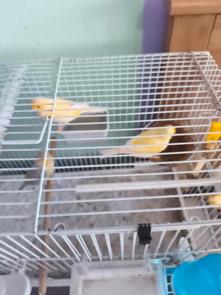 Verkoop, Dieren en Toebehoren, Vogels | Kanaries, Kleurkanarie, Mannelijk