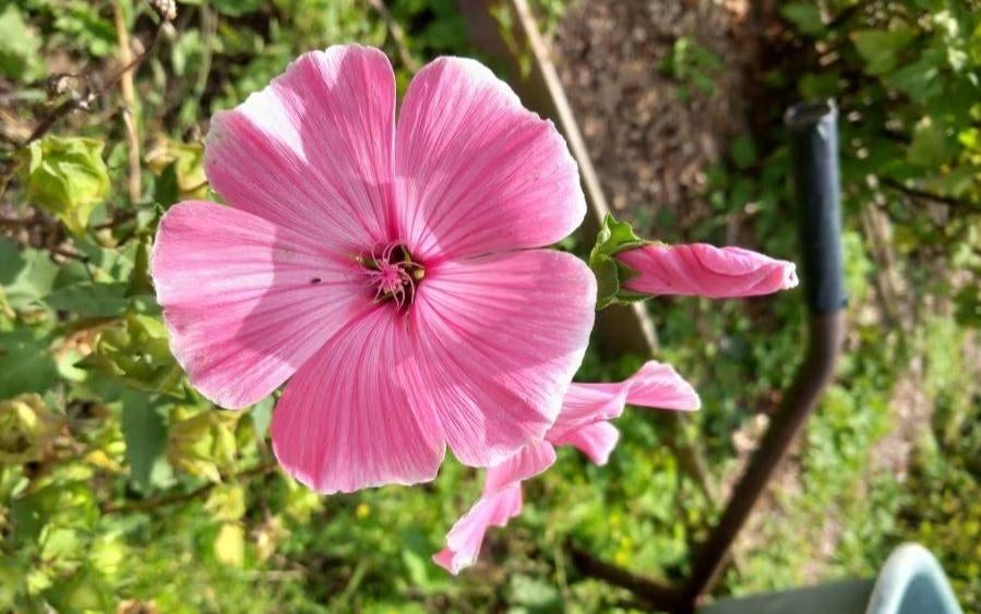 Hibiscus diverse soorten, Ophalen, Overige soorten, Struik, 100 tot 250 cm