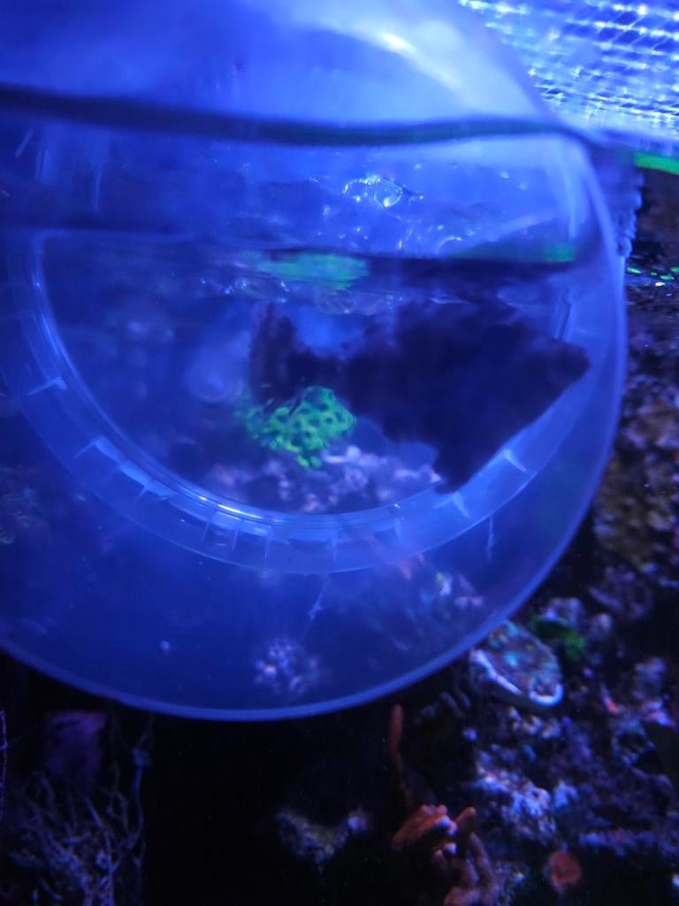 Hout als Decoratie in Aquariums: Natuurlijke Schoonheid voor Jouw Aquarium