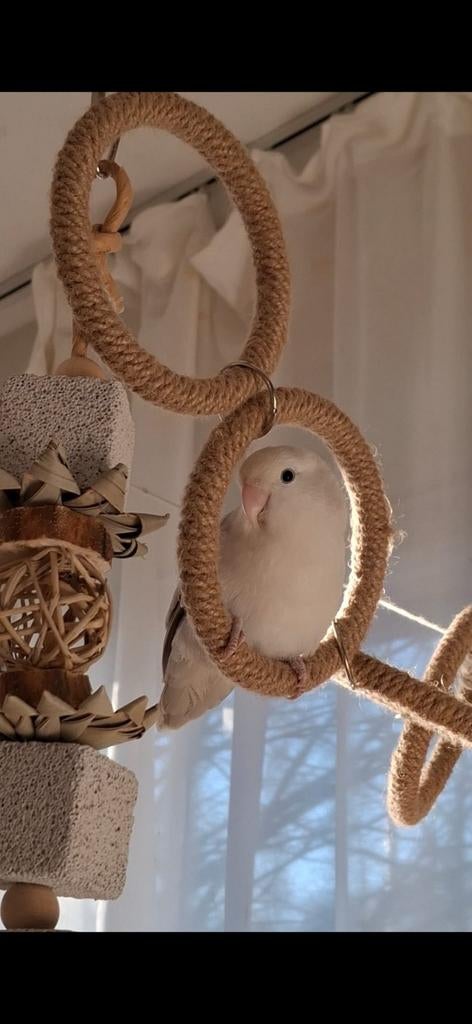 Jonge Agapornis/ dwergpapegaai te koop met kooi, Geslacht onbekend, Dwergpapegaai of Agapornis