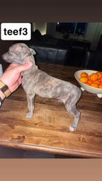Whippet  pups  windhond pupy whippert, Dieren en Toebehoren, Honden | Windhonden, Whippet, 8 tot 15 weken, Parvo, Meerdere