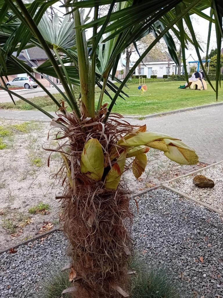 palmboomzaad te koop aangeboden, Ophalen, Volle zon, Palmboom, 400 cm of meer