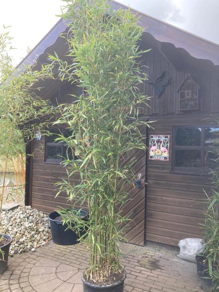 Bamboe Semiarundinaria Fastuosa Viridis - Groene Zuilbamboe, Tuin en Terras, Planten | Tuinplanten, Vaste plant, Overige soorten