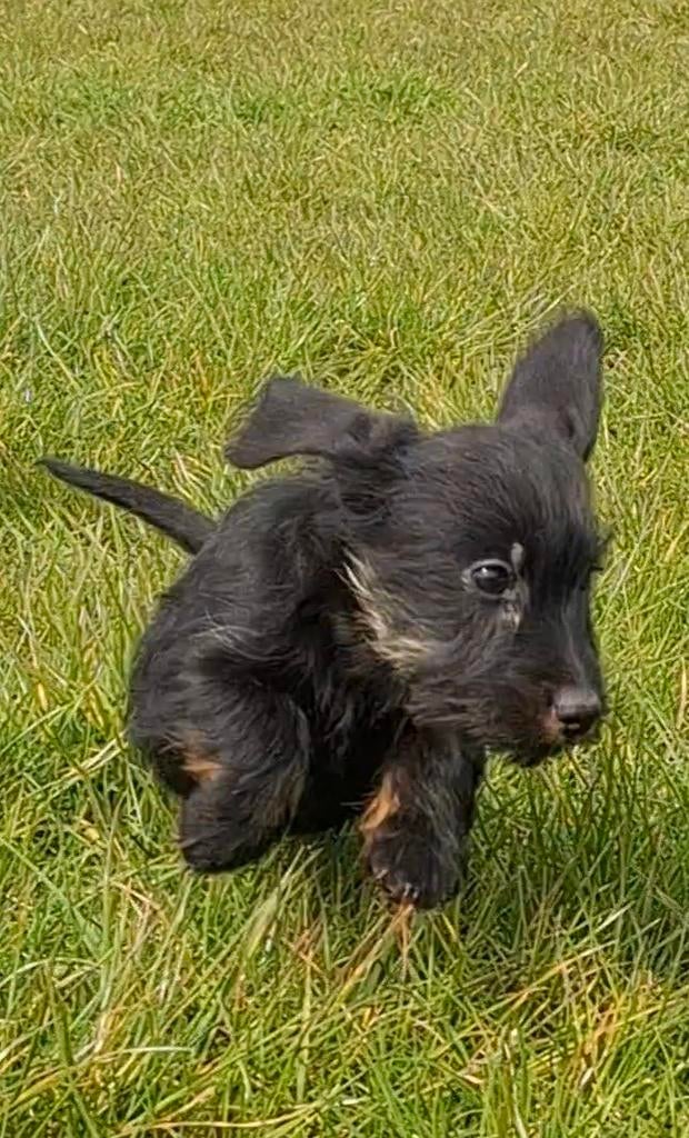 Lieve vrolijke teckelpups ruw en gladhaar, Parvo, 8 tot 15 weken, Dwerg, Meerdere