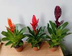 Bromelia kamerplant 40-50cm     3 voor €8, Ophalen, Overige soorten, Halfschaduw, In pot