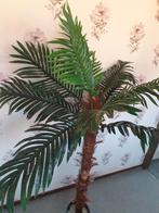 Cycas Palm, Ophalen of Verzenden, Bloeit niet, Overige soorten, Volle zon