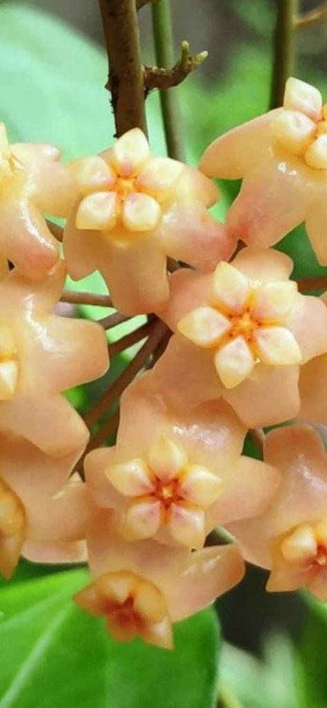 Hoya Neoebudica🌱, Huis en Inrichting, Kamerplanten, Bloeiende kamerplant, Ophalen of Verzenden, Halfschaduw, Minder dan 100 cm