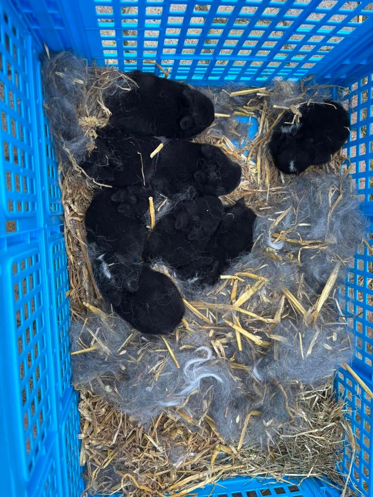 Baby dwergkonijntjes, Geslacht onbekend, Dwerg, 0 tot 2 jaar