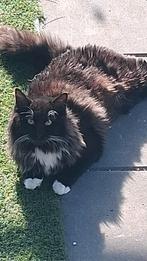 Arthur zoekt een baasje, Kater, Langharig, 0 tot 2 jaar