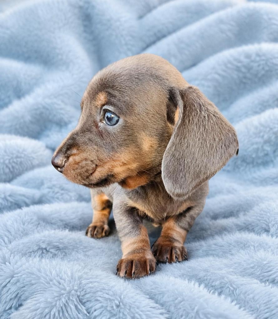 JURRE zoekt personeel!!, Dieren en Toebehoren, Honden | Teckels en Dashonden, Parvo, Nederland, Reu, 8 tot 15 weken