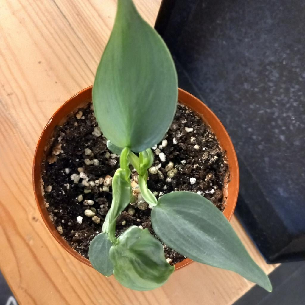 Philodendron hastatum silver sword stek nr 57, Huis en Inrichting, Ophalen of Verzenden, Halfschaduw, Minder dan 100 cm