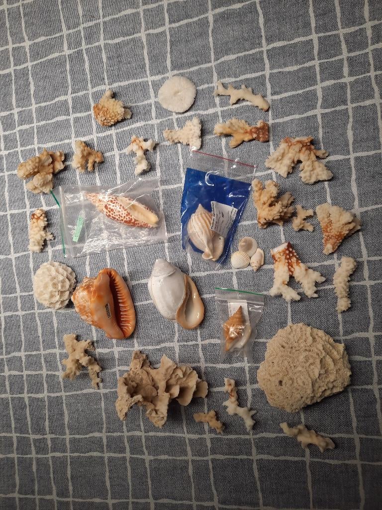 Schelpen en koraal. Bieden als geheel of los., Ophalen of Verzenden, Schelp(en)