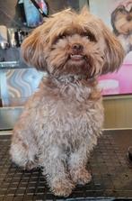 ShiPoo’s ( mini Labradoodle) puppies, 4april geboren., Parvo, Overige rassen, 8 tot 15 weken, Meerdere