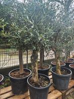 Olijfbomen 170cm hoog dikke stam 115-159 euro, Volle zon, Ophalen of Verzenden, 100 tot 250 cm, Olijfboom