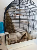 Zang kanarie incl kooi., Dieren en Toebehoren, Vogels | Kanaries, Mannelijk, Zangkanarie