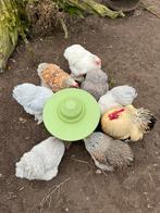 Broedeieren raszuivere cochin kriel, Geslacht onbekend, Kip