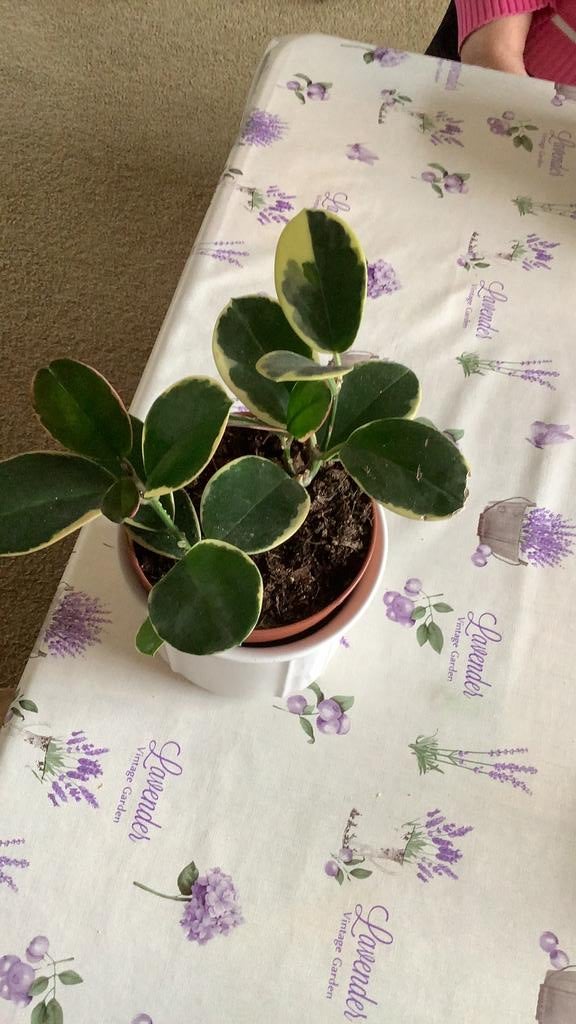 Hoya australis ssp tenuipes albomarginata, Ophalen, Halfschaduw, Minder dan 100 cm