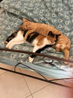 Lieve poes & rode oranje kater zoeken samen een huisje!, Poes